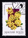 Postage stamp Hungary, Magyar, 1990. Leucadendron spissifolium flower africa