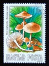 Postage stamp Hungary, Magyar, 1984. Marasmius oreades mushroom Royalty Free Stock Photo