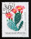 Postage stamp Hungary, Magyar, 1965. Plains Pricklypear Opuntia rhodantha cactus flower plant