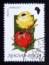 Postage stamp Hungary, Magyar, 1990. Protea barbigera flower