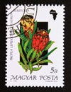 Postage stamp Hungary, Magyar, 1990. Protea lepidocarpodendron flower africa