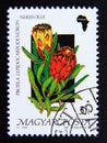 Postage stamp Hungary, Magyar, 1990. Protea lepidocarpodendron flower