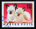 Postage stamp Hungary, Magyar, 1976. Siamese Cat Felis silvestris catus animal