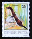 Postage stamp Hungary, Magyar, 1986. Stoat Mustela erminea