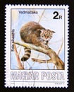 Postage stamp Hungary, Magyar, 1986. Wildcat Felis silvestris