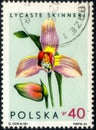 Postage stamp with the image of Lycaste skinneri. From the series on Orchids, circa 1965 Royalty Free Stock Photo