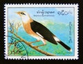 Postage stamp Laos, 1995. Vinous breasted Myna Acridotheres burmannicus bird