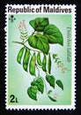Postage stamp Maldives, 1976. Bonavist beans Dolichos lablab Royalty Free Stock Photo