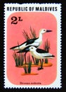 Postage stamp Maldives, 1977. Crab plover Dromas ardeola bird