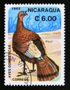 Postage stamp Nicaragua, 1985. Domesticated Turkey Meleagris gallopavo bird