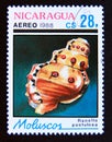 Postage stamp Nicaragua, 1988. Gaudy Frog Shell Ranella pustulosa