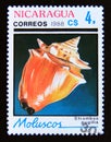 Postage stamp Nicaragua, 1988. West Indian Fighting Conch Strombus pugilis shell