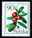 Postage stamp Poland 1977. Cowberry Lingonberry Vaccinium vitis idaea fruit Royalty Free Stock Photo
