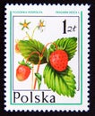 Postage stamp Poland 1977. Wild Strawberry Fragaria vesca fruit