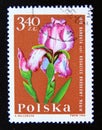 Postage stamp Poland, 1964. Bearded Iris Iris barbata flower