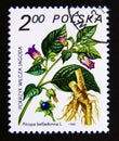 Postage stamp Poland, 1980. Belladonna Atropa belladonna flower plant