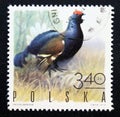 Postage stamp Poland, 1970. Black Grouse Tetrao tetrix bird