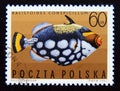 Postage stamp Poland, 1967. Clown Triggerfish Balistoides conspicillum Royalty Free Stock Photo