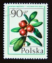 Postage stamp Poland, 1977. Cowberry Lingonberry Vaccinium vitis idaea Royalty Free Stock Photo