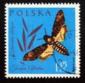 Postage stamp Poland, 1961. Death`s head Hawk Moth Acherontia atropos butterfly