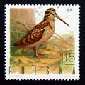 Postage stamp Poland, 1970. Eurasian Woodcock Scolopax rusticola bird