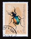 Postage stamp Poland, 1961. Golden Ground Beetle Carabus auronitens insect