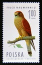 Postage stamp Poland, 1975. Lesser Kestrel Falco naumanni, Female bird of prey Royalty Free Stock Photo