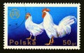 Postage stamp Poland 1975. Poultry chicken Gallus gallus domesticus