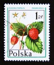 Postage stamp Poland, 1977. Wild Strawberry Fragaria vesca Royalty Free Stock Photo