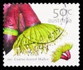 Postage stamp printed in Australia shows Coarse-Leaved Mallee - Eucalyptus grossa, Wildflowers serie, 50 c - Australian cent,