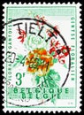 Postage stamp printed in Belgium shows Begonia, Ghent Flower Show 1960 serie, circa 1960