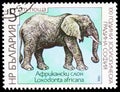 Postage stamp printed in Bulgaria shows African Elephant Loxodonta africana, Zoological Garden of Sofia serie, circa 1988 Royalty Free Stock Photo
