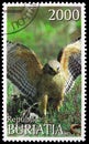 Postage stamp printed in Cinderellas shows Falcon, Buriatia Russia serie, circa 1997