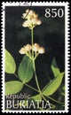 Postage stamp printed in Cinderellas shows Flowers, Buriatia Russia serie, circa 1997