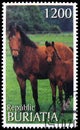 Postage stamp printed in Cinderellas shows Mare and foal, Buriatia Russia serie, circa 1997