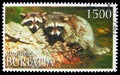 Postage stamp printed in Cinderellas shows Raccoon, Buriatia Russia serie, circa 1997
