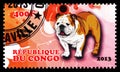 Postage stamp printed in Congo shows English Bulldog, Dogs serie, circa 2013