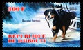 Postage stamp printed in Djibouti shows Bouvier bernois, Dogs serie, circa 2013 Royalty Free Stock Photo