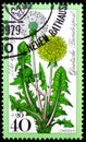 Postage stamp printed in Germany shows Dandelion, Welfare: Meadowflowers serie, circa 1977 Royalty Free Stock Photo