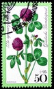 Postage stamp printed in Germany shows Red Clover, Welfare: Meadowflowers serie, circa 1977 Royalty Free Stock Photo