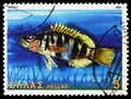 Postage stamp printed in Greece shows Painted Comber (Serranus scriba), Butterflies, Shells and Fishes serie, circa 1981