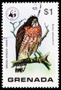 Postage stamp printed in Grenada shows Broad-winged Hawk (Buteo platypterus), Wild Birds of Grenada serie, circa 1978