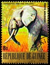 Postage stamp printed in Guinea shows African Elephant (Loxodonta africana), Endangered Animals serie, circa 1977 Royalty Free Stock Photo