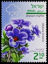 Postage stamp printed in Israel shows Alkanna tinctoria, Winter Flowers serie, circa 2015