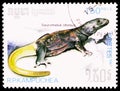Postage stamp printed in Kampuchea (Cambodia) shows Common Chuckwalla (Sauromalus obesus), Reptiles serie, circa 1987