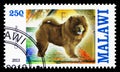 Postage stamp printed in Malawi shows Chow-Chow, Dogs serie, circa 2013