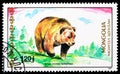Postage stamp printed in Mongolia shows Himalayan Brown Bear Ursus arctos isabellinus, Bears and Giant Pandas serie, circa 1989