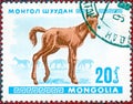 Postage stamp printed in Mongolia shows image of a little foal, from the series `Young animals`.