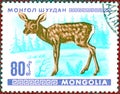 Postage stamp printed in Mongolia shows of a little deer, from the series `Young animals`.