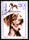 Postage stamp printed in Poland shows Czeski Fousek (Canis lupus familiaris), Dogs serie, circa 1989